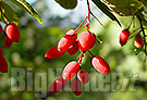 Le piante prendono decisioni Berberis vulgaris